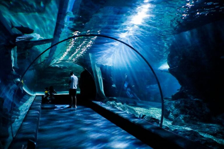 Visitors walking through an aquarium tunnel